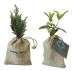 Miniature du produit Mini plant d'arbre en pochon : olivier, sapin, buis 0